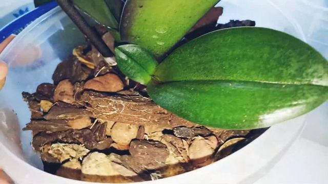 Детки орхидеи смотреть онлайн