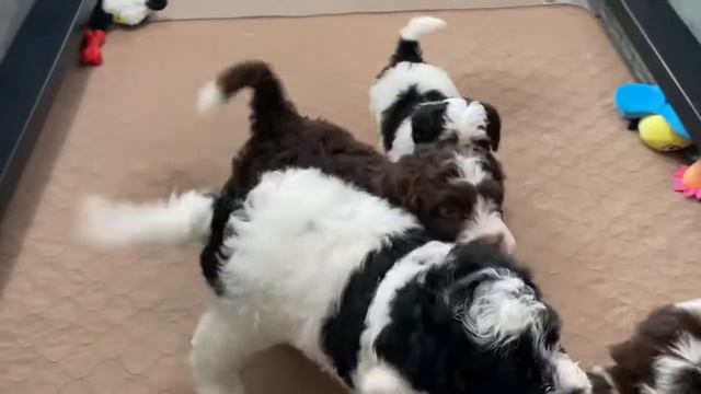 Rose Canyon Doodles Movie Monday 3-1-2021 Lola