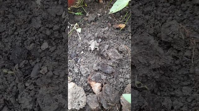 Дача день за днем. Лягушка прискакала. смотреть онлайн