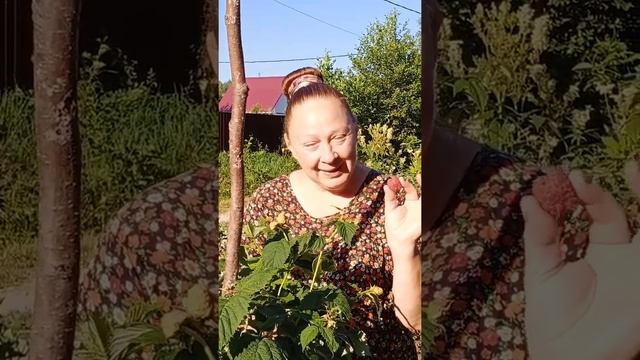 Сорт малины ТАРУСА!С УВАЖЕНИЕМ РУССКИЙ ДЕДУШКА И БАБУШКА! смотреть онлайн