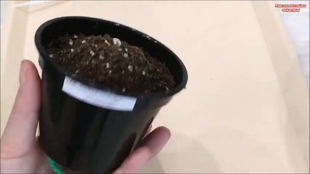 ЗАЛИЛИ ФИАЛКУ, ЧТО ДЕЛАТЬ ⁉️ СНОСИМ ей ГОЛОВУ‼️ смотреть онлайн