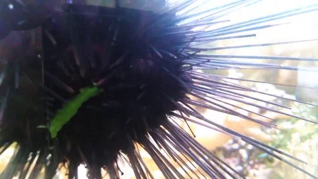 Диадемный еж в морском аквариуме длинноигольчатый морской ёж diademseeigel diadematidae eichinoidea смотреть онлайн