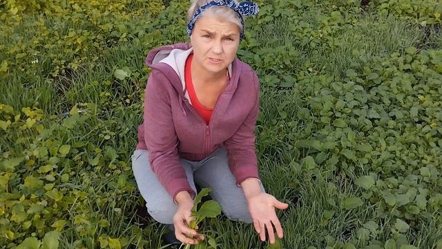 Какие сидераты сеять осенью! топ лучших смотреть онлайн