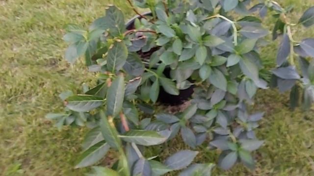 Ампельная гортензия "Сбежавшая невеста", Runaway Bride. 16.09.21 смотреть онлайн