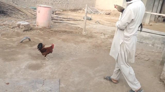 Pet House me Java ki entry ??? смотреть онлайн