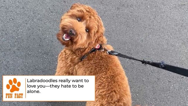 Dogs 101 - LABRADOODLE - Top Dog Facts About The LABRADOODLE | DOG BREEDS ? #BrooklynsCorner