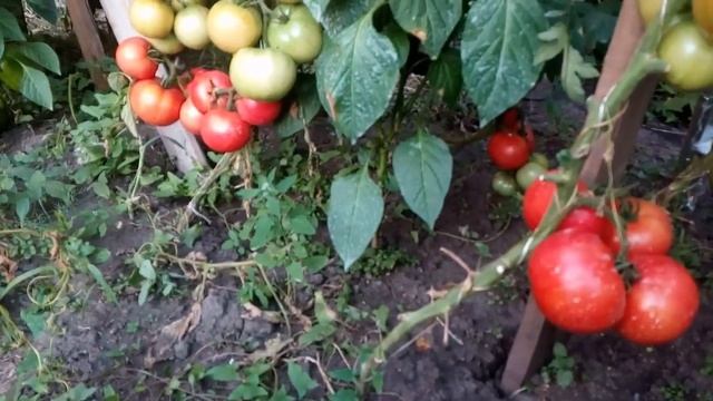 Зреет томат ДЖИ-ТИ1, мохитос, черри ПОРПОРА смотреть онлайн