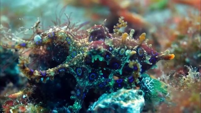 Синекольчатый осьминог. Самый опасный осьминог!? смотреть онлайн