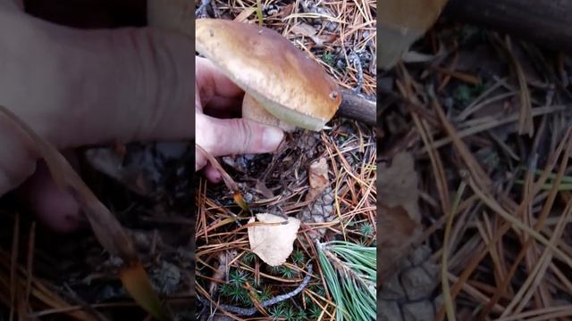 Боровой гриб смотреть онлайн