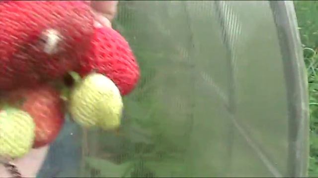 Максим - земляника садовая крупноплодная.Июль 2017 г//Секреты хороших урожаев. смотреть онлайн