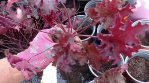 гейхера в саду,способ деления и посадка