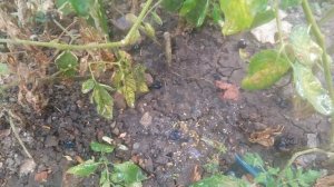 посадить помидор из салата