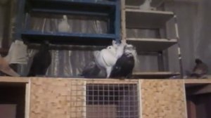 Разведение голубей зимой.