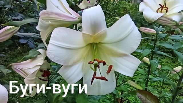 Лилии видовые, длинноцветковые, трубчатые, ОТ-ГИБРИДЫ. смотреть онлайн