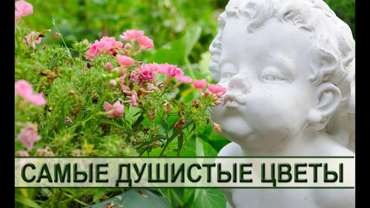 Душистые садовые цветы: как подобрать самые ароматные растения для сада или дачи смотреть онлайн