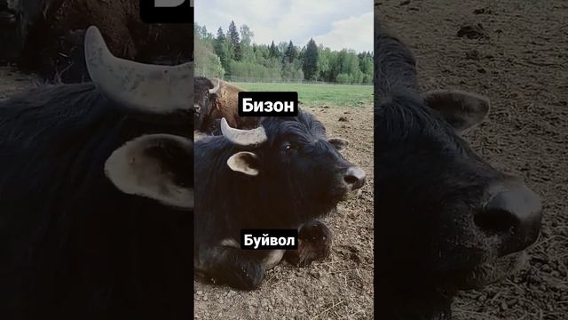 Бизон и буйвол в Подмосковном сафари-парке #забавныеживотные #funnyanimals #бизон #буйвол #bison смотреть онлайн