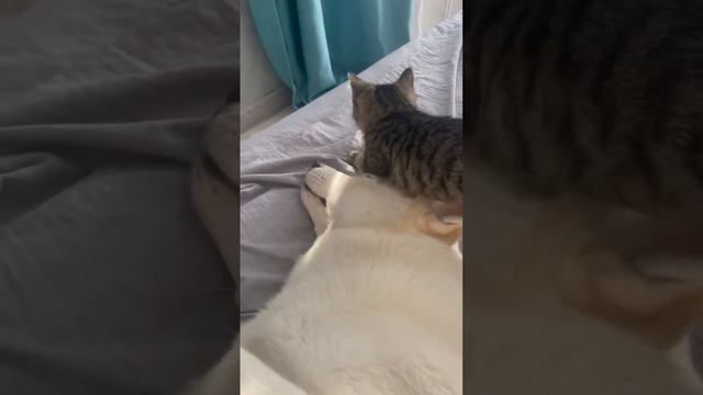Котёнок - привет из дома❤️// приют Преданное сердце #балашиха #животные #москва #подмосковье смотреть онлайн