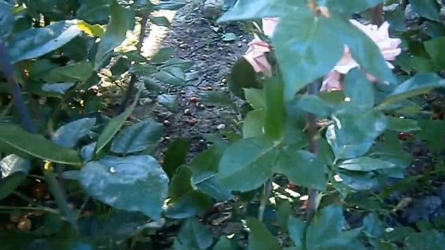 Радужный Букет