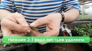 ЧЕРЕНКОВАНИЕ КАЛИБРАХОА//КАК ПРАВИЛЬНО ЧЕРЕНКОВАТЬ КАЛИБРАХОА