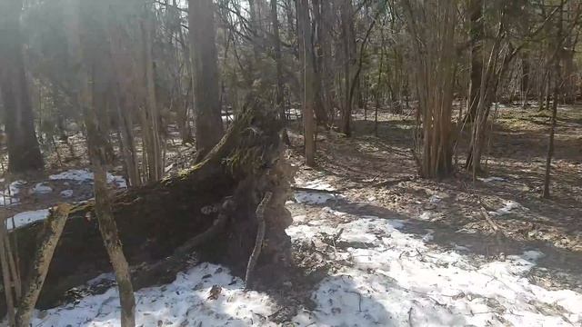 Весна в Велтон парке. Часть 4. (13.04.2019) смотреть онлайн