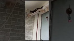 ??Крутой комплекс для кошек!!! ?Это же как надо любить животных,что бы отдать им весь балкон!?