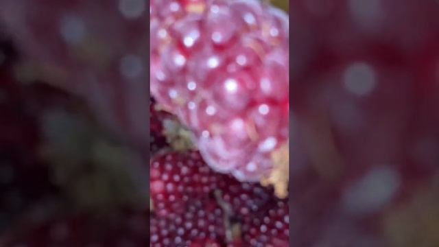 Малинно-ежевичный гибрид смотреть онлайн