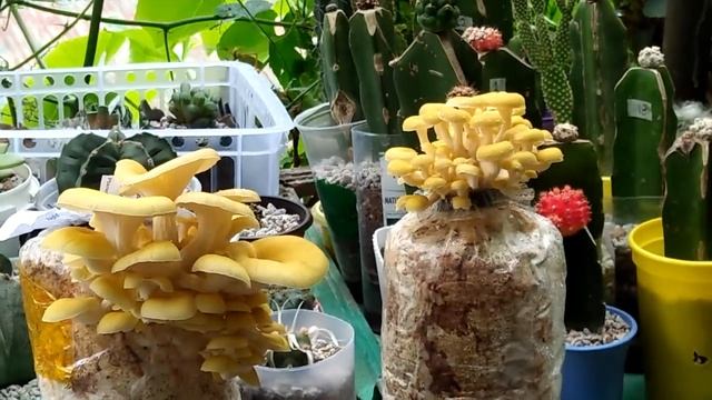 Golden Oyster Mushroom смотреть онлайн