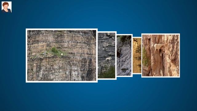 ЛИХИЕ ГОРНЫЕ КОЗЛЫ (mountain goat) смотреть онлайн
