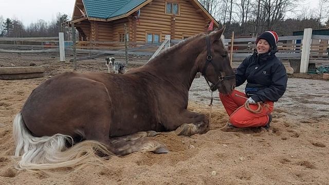 Укладка лошади!! смотреть онлайн