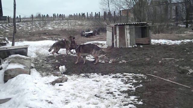 собачья верность смотреть онлайн