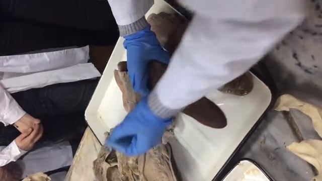 Система органов пищеварения начало смотреть онлайн