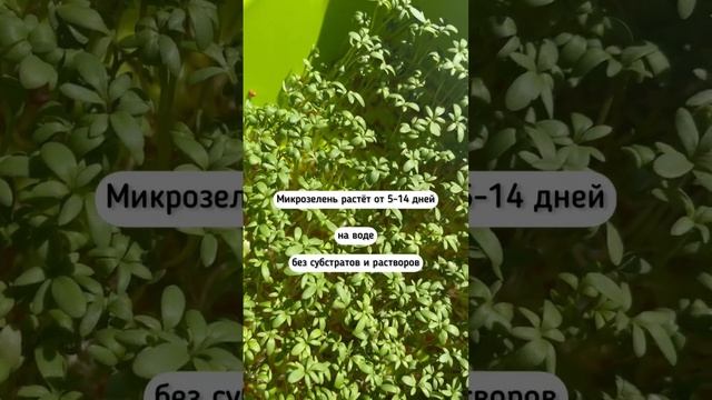 А микрозелень полезнее обычной. Знали? смотреть онлайн