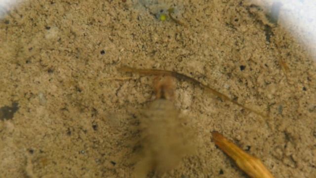 Личинка жука-водолюба (Hydrophilidae). смотреть онлайн