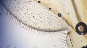 Крыло комара