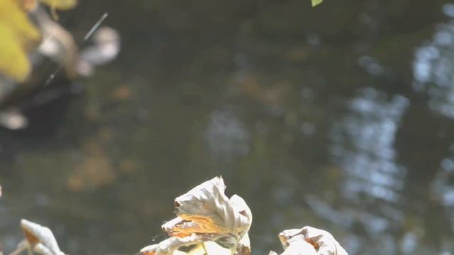 Белорецк река Мата и сады смотреть онлайн