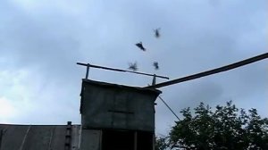 Мои Голуби в Туле. Такие породы в Туле. Заказ голубей на свадьбу.  Т. 8-905-624-11-18