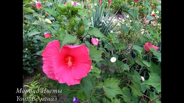 ГИБИСКУС ТРАВЯНИСТЫЙ В МОЕМ САДУ смотреть онлайн