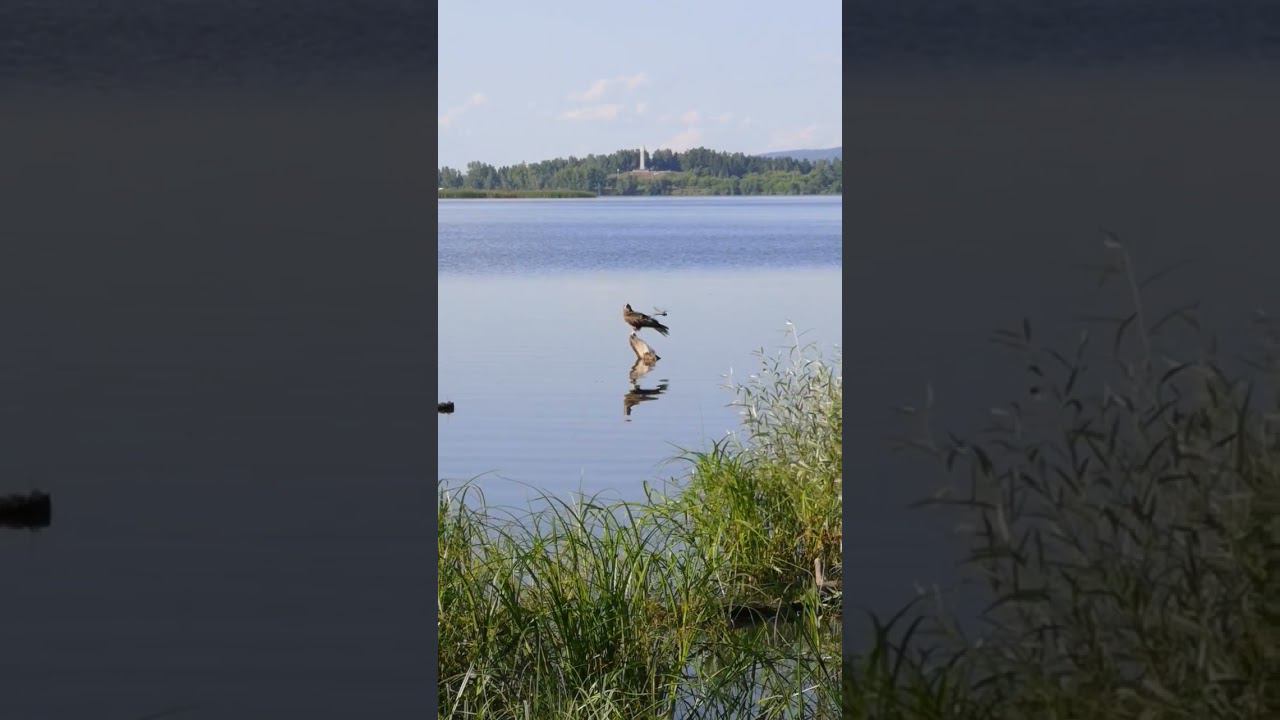 Wild kite. Отключила запись и он полетел смотреть онлайн