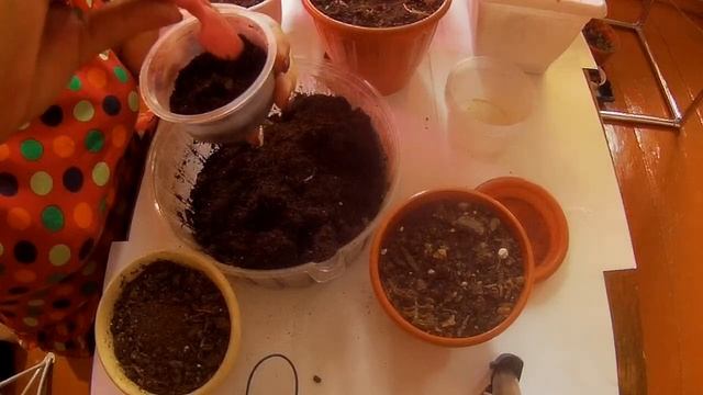 Бегония. Заснули клубневые бегонии первогодки,что делать?