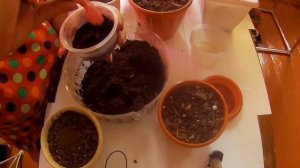 Бегония. Заснули клубневые бегонии первогодки,что делать?