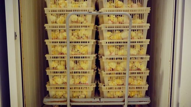 Куры как бизнес | Птицеферма Боевская смотреть онлайн