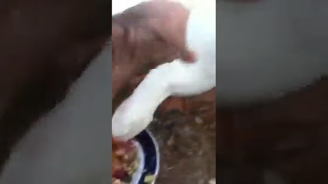 Гадкий утенок на даче смотреть онлайн
