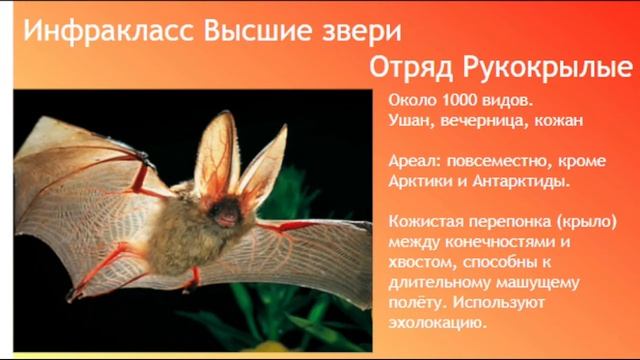 Биология ОГЭ/ЕГЭ Выпуск 30 Класс Млекопитающие Звери смотреть онлайн