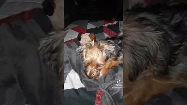 Dont touch the floof смотреть онлайн