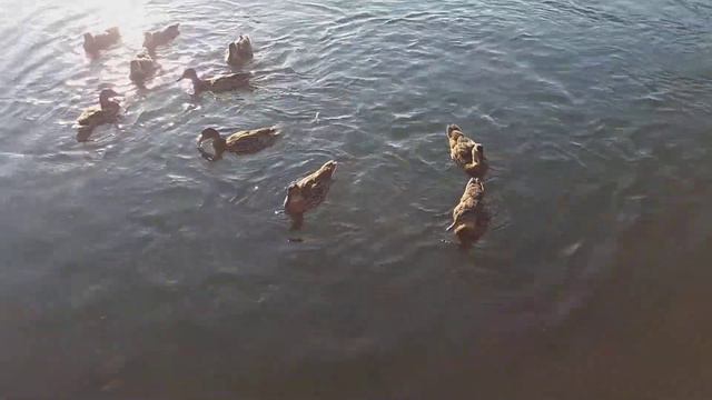 Уточки на р.Томь. лето 2018 смотреть онлайн