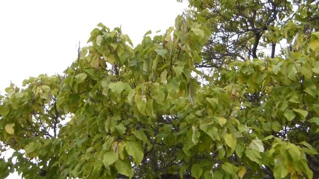 Cigar tree (Catalpa speciosa) смотреть онлайн