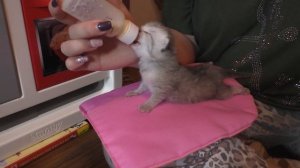 как и чем выкормить новорожденных котят