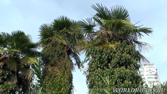 Дерево дружбы в Сочи смотреть онлайн