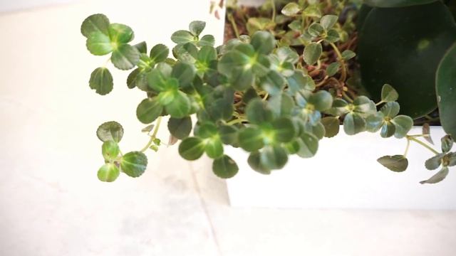 Pilea Depressa Sao Paulo - Plantas Para Dentro De Casa Por Querida Planta