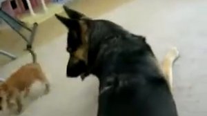 Собачьи бои)))))